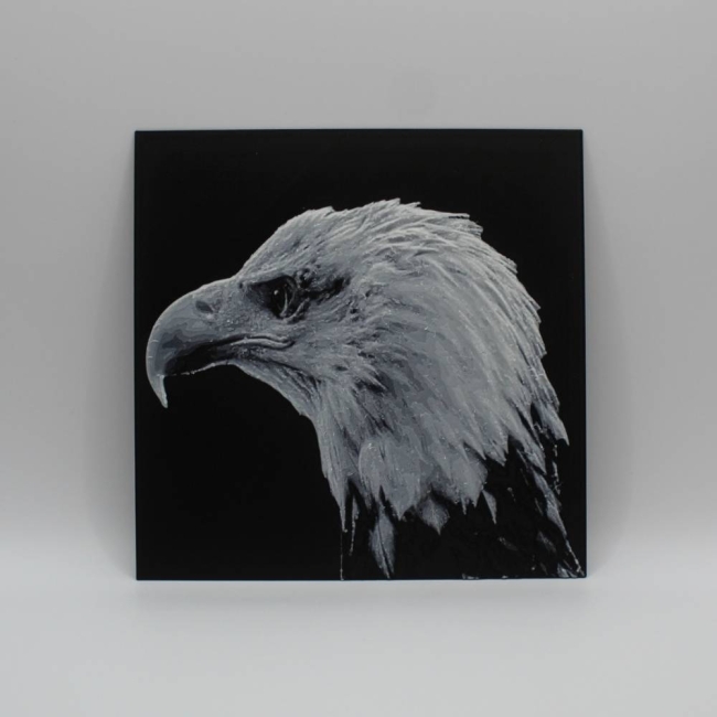 Pygargue à tête blanche