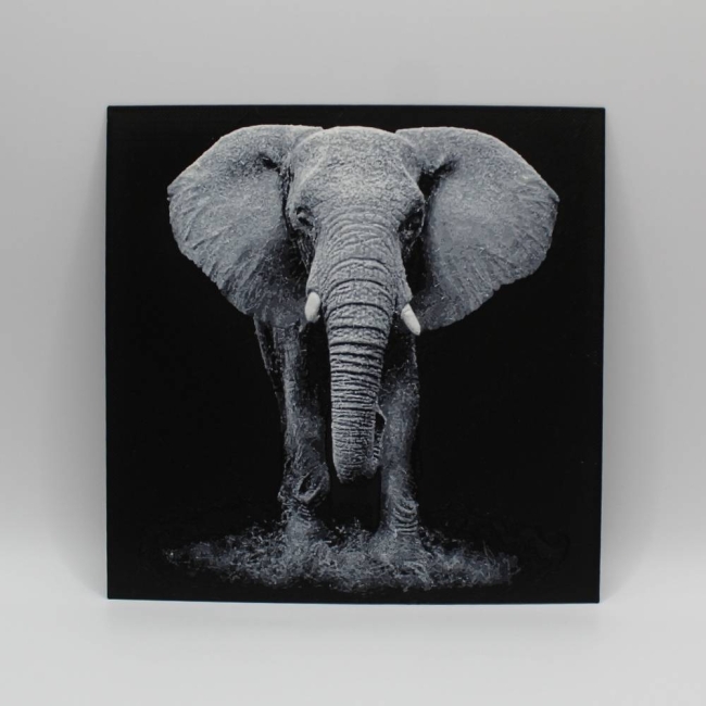 Éléphant majestueux